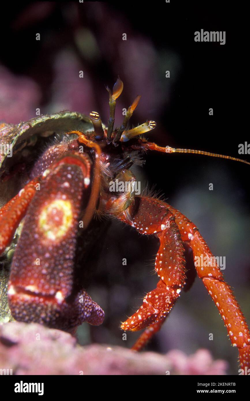 Hermit Crab portrait underwater Stock Photo Alamy