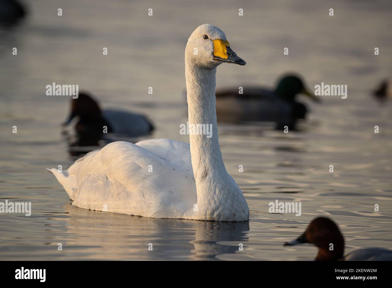 Whooper Swan Cygnus cygnus surrounded by other ducks on a stretch of water in East Anglia. Stock Photo