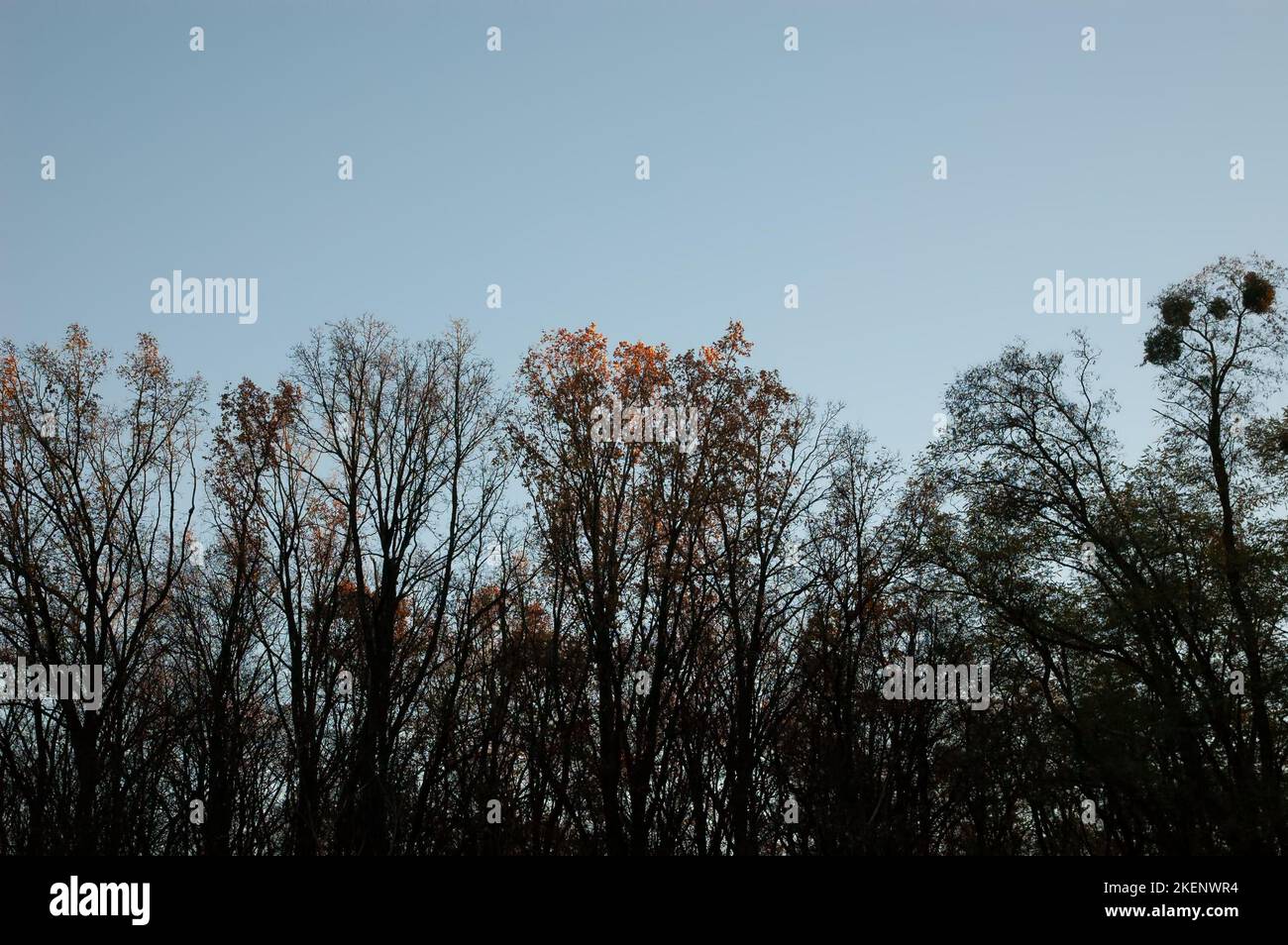 Autumn background: tree silhouettes against the sky Stock Photo