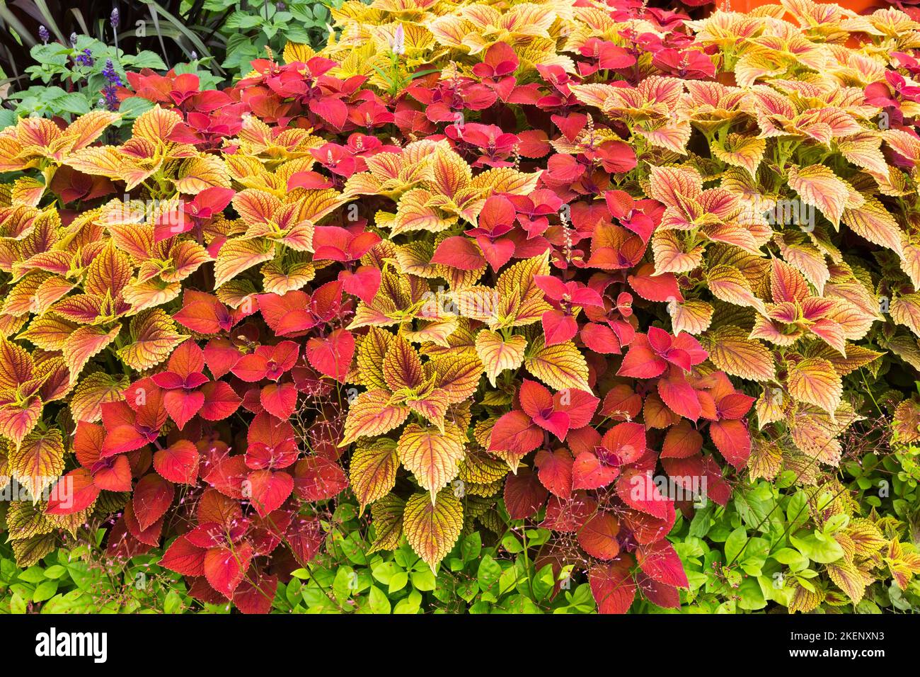 Red and yellow variegated Solenostemon Coleus plants, Quebec, Canada