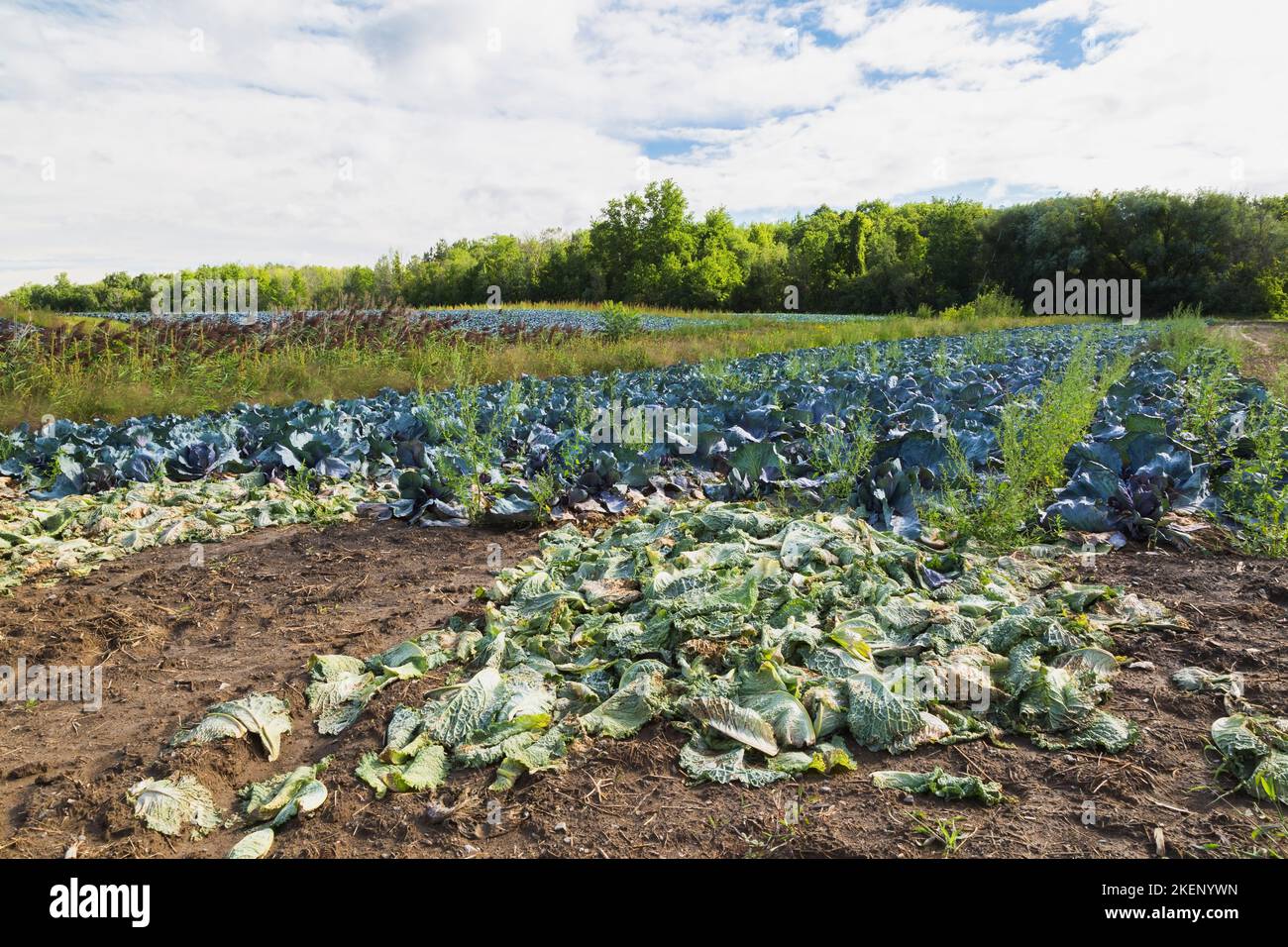 Pile of decomposing Brassica oleracea -Cabbage crops in agricultural field. Stock Photo