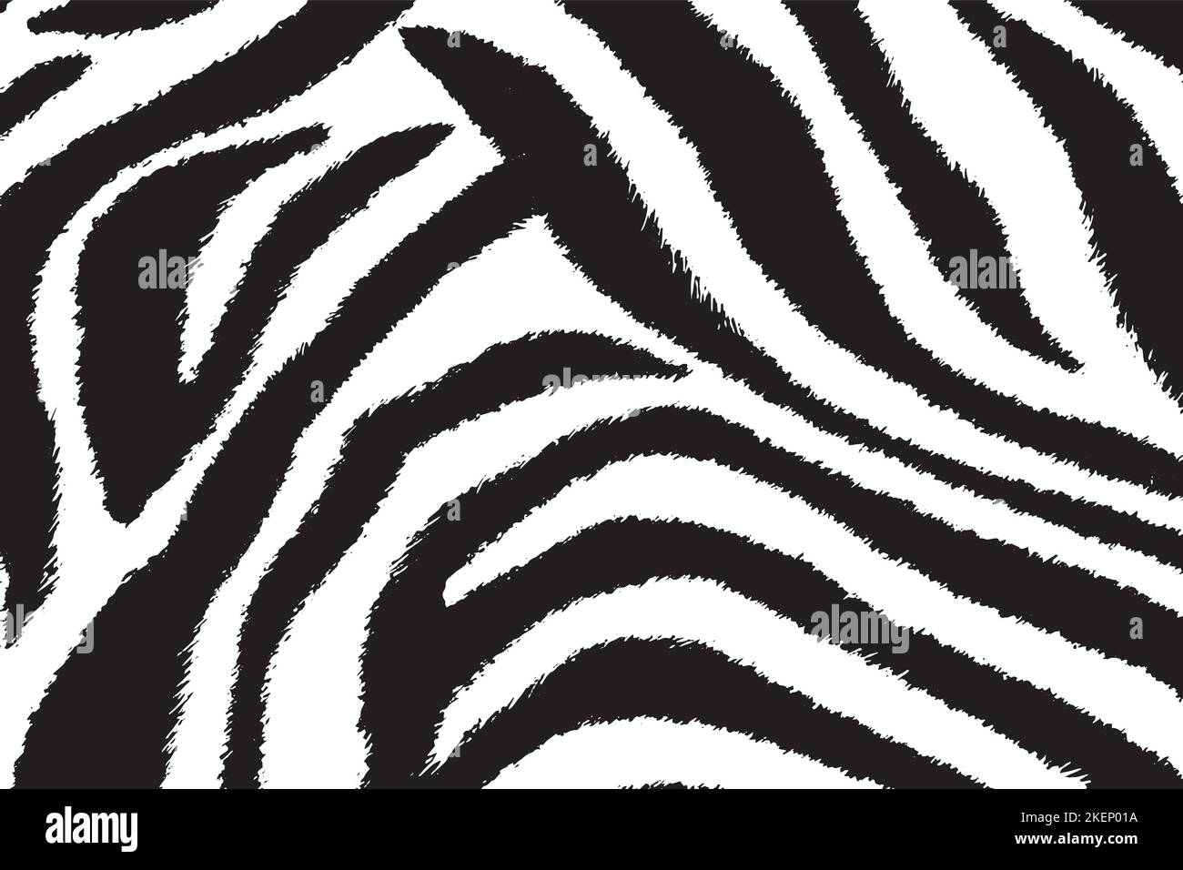 Zebra skin, stripes background. Animal print, black and white detailed