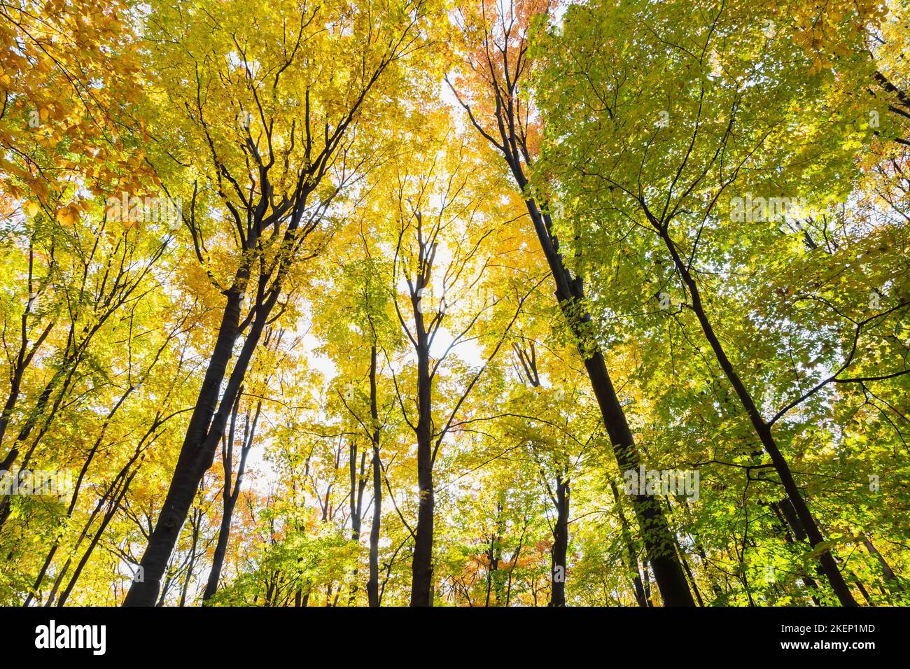 Bois papineau laval quebec canada hires stock photography and images