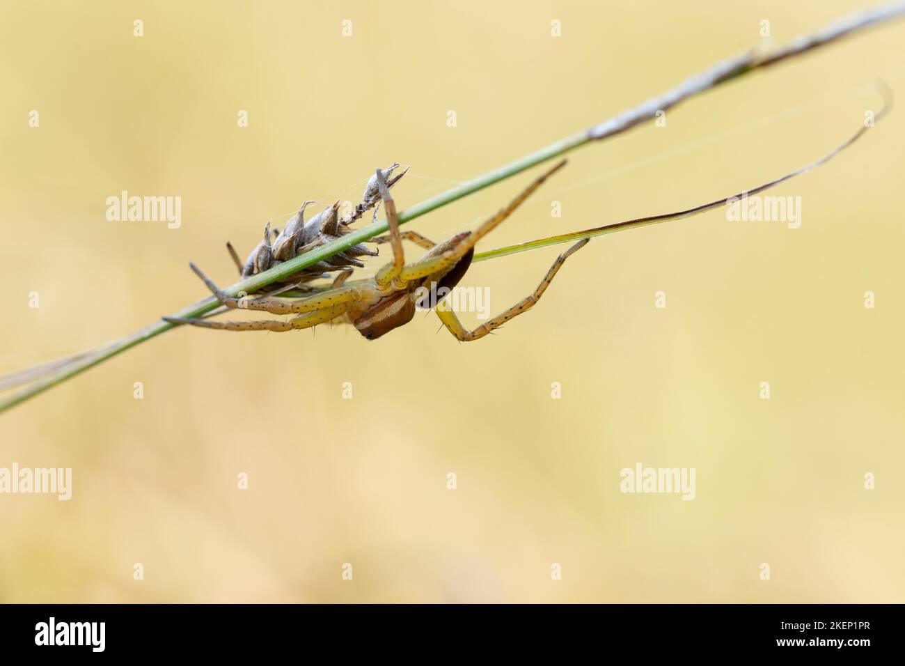 Raft spider (Dolomedes fimbriatus), sitting under blade of grass in the ...