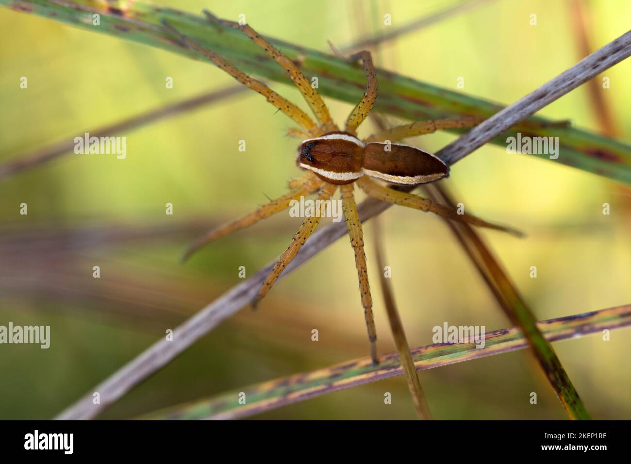Raft spider (Dolomedes fimbriatus), sitting on blade of grass ...