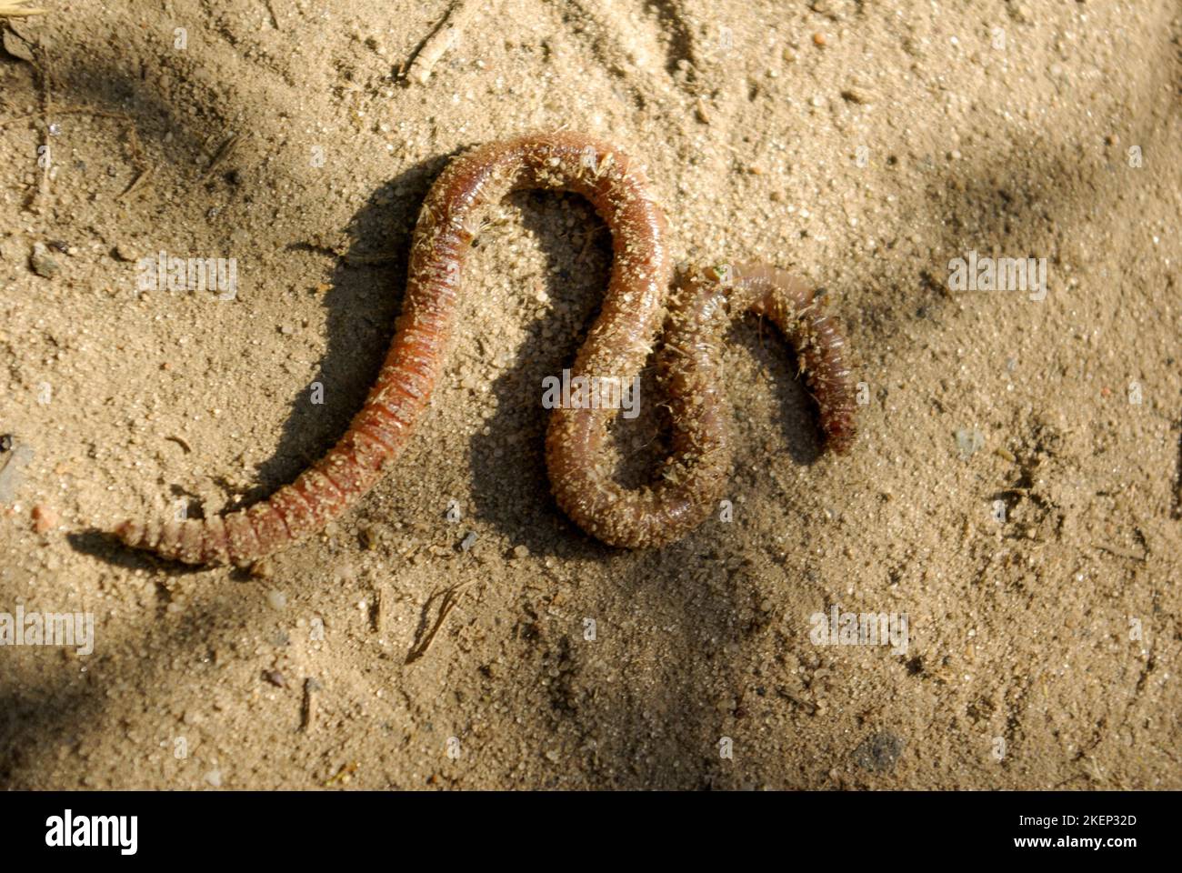 Worm in sand crawls Stock Photo