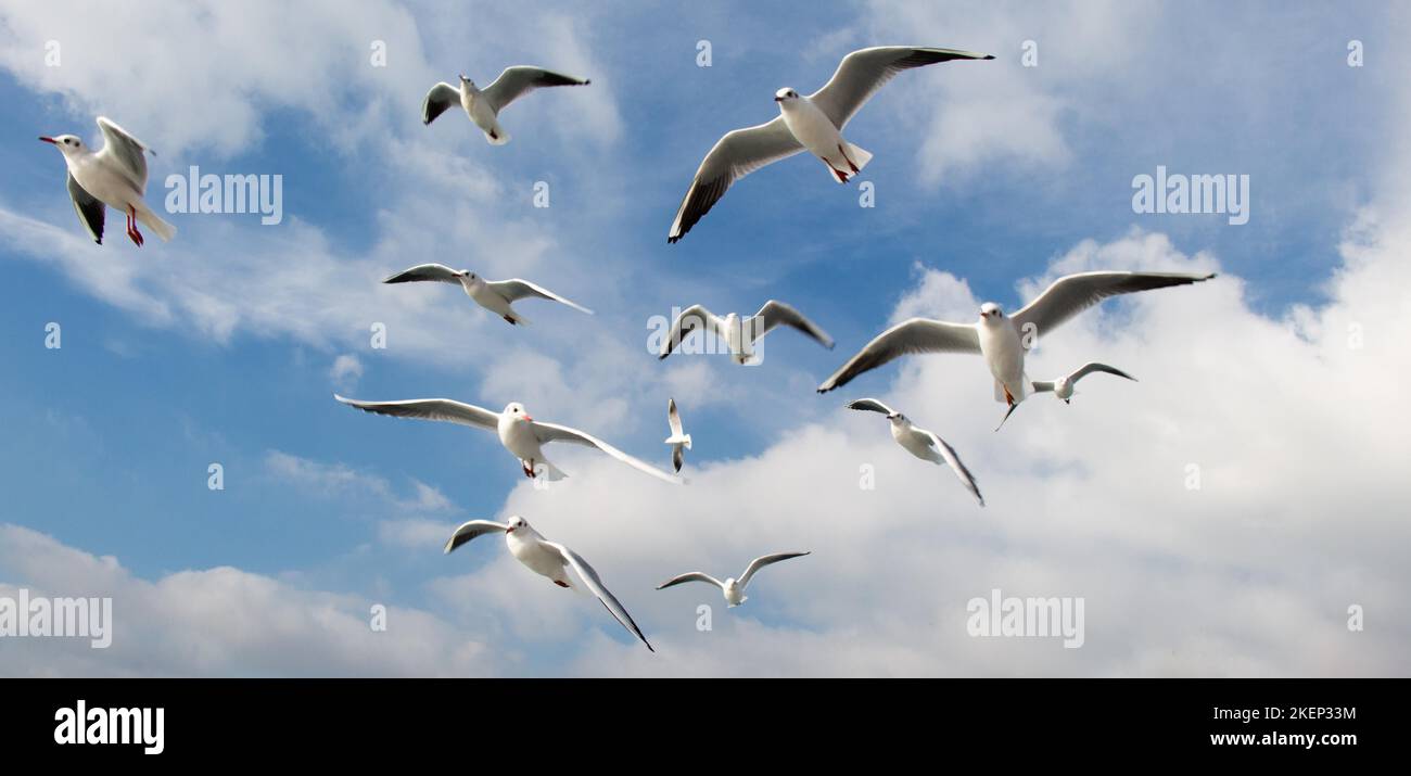 Pigeons fly in sky over the sea in Istanbul in the urban environment Stock Photo