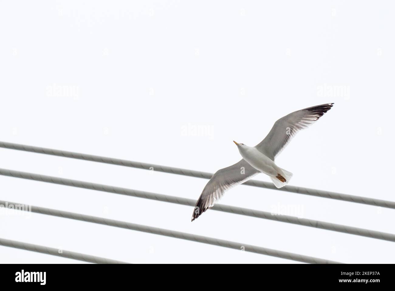 Seagull is flying in sky over the sea waters Stock Photo
