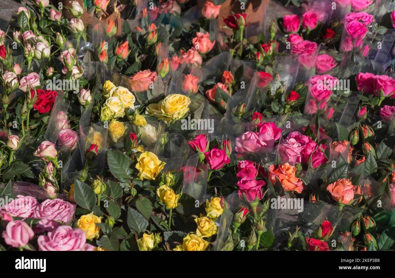 Beautiful fresh flowers as a nature background Stock Photo - Alamy