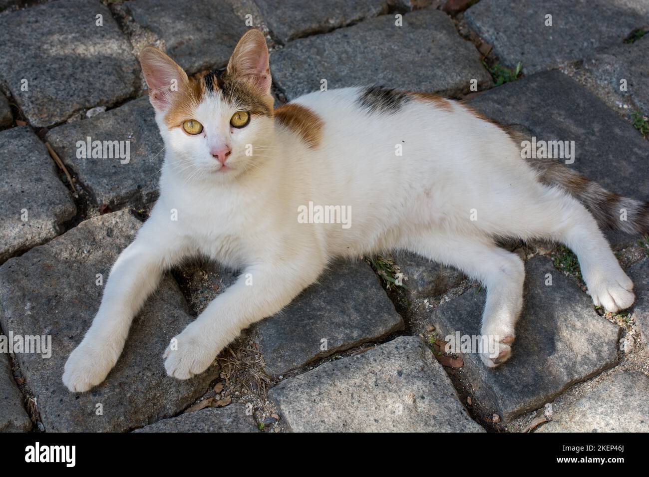 Stray cat seen in the street of the city Stock Photo - Alamy