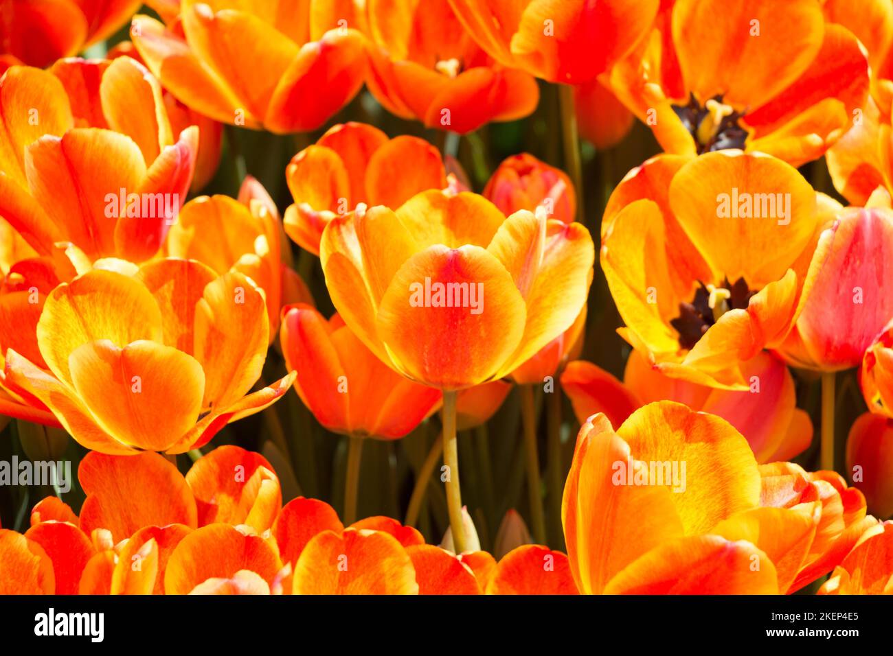 Colorful tulip flowers bloom in the spring garden Stock Photo - Alamy