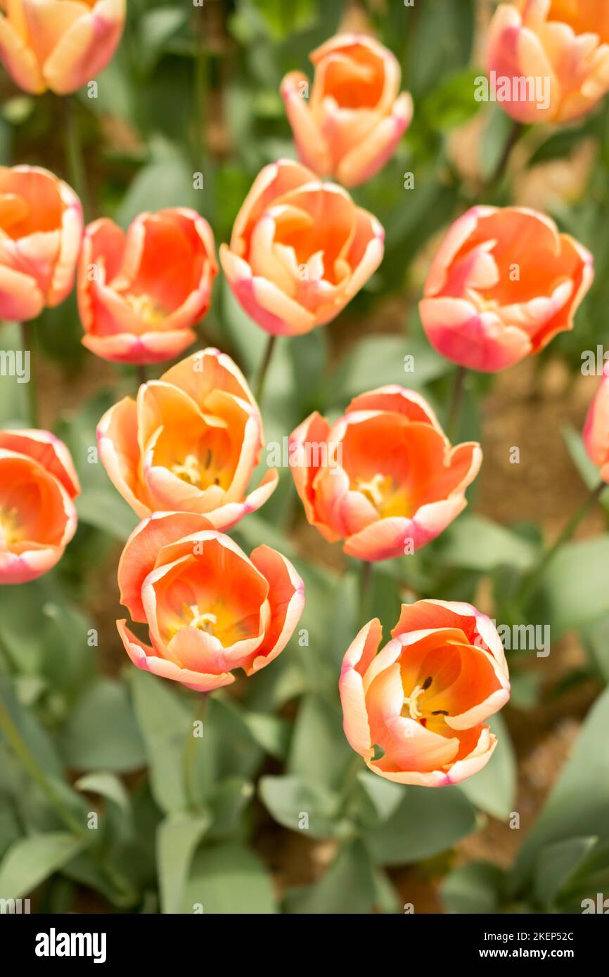 Colorful tulip flowers bloom in the spring garden Stock Photo - Alamy