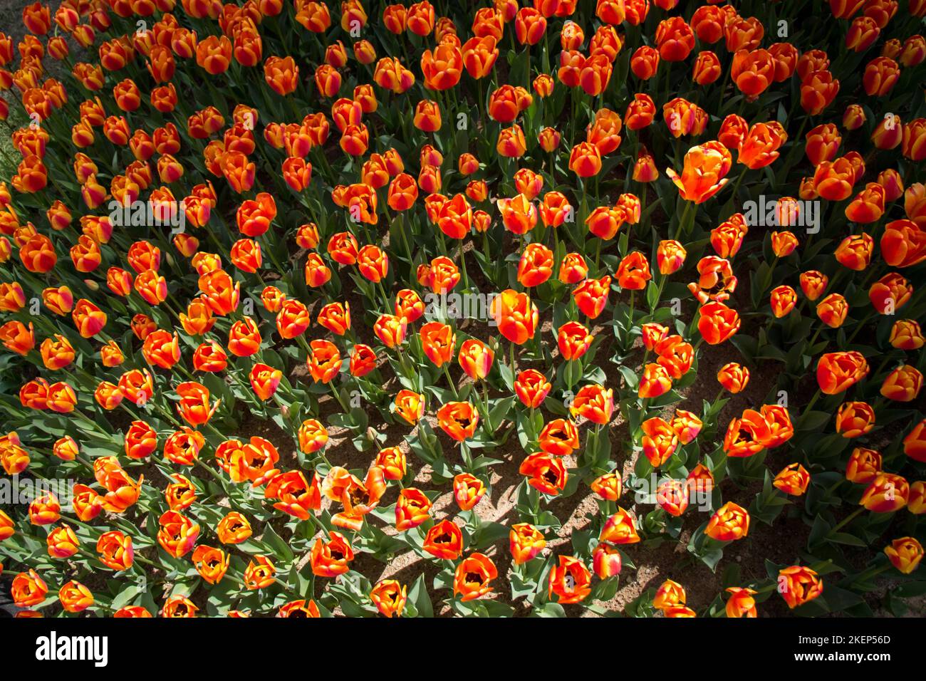 Blooming colorful tulip flowers in garden as floral background Stock ...