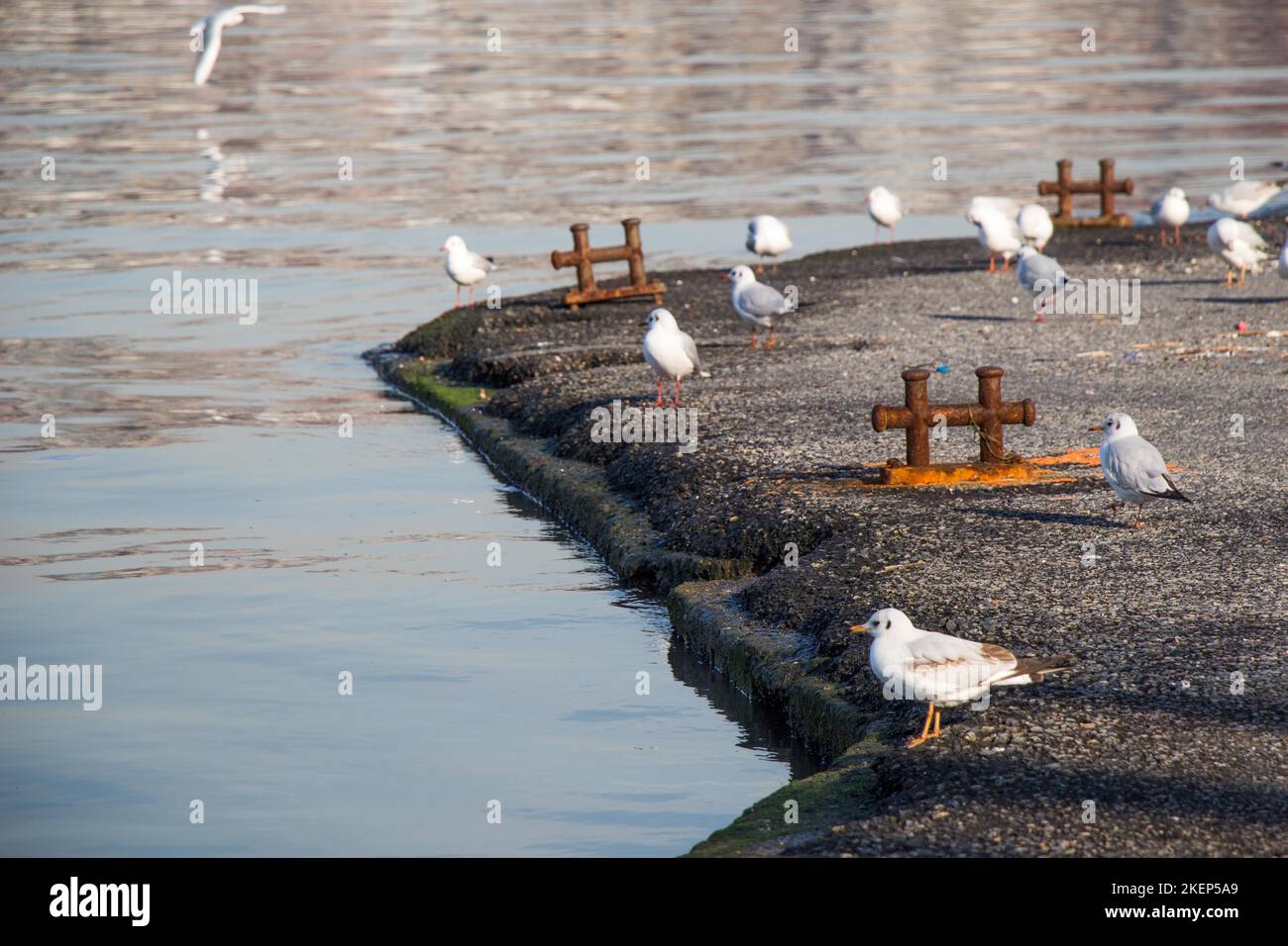 Seagulls live in the coastline in an urban environment Stock Photo