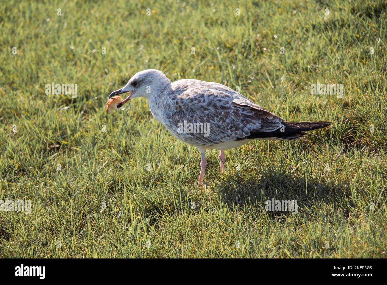 Beautiful seaside bird seagull on the green grass Stock Photo