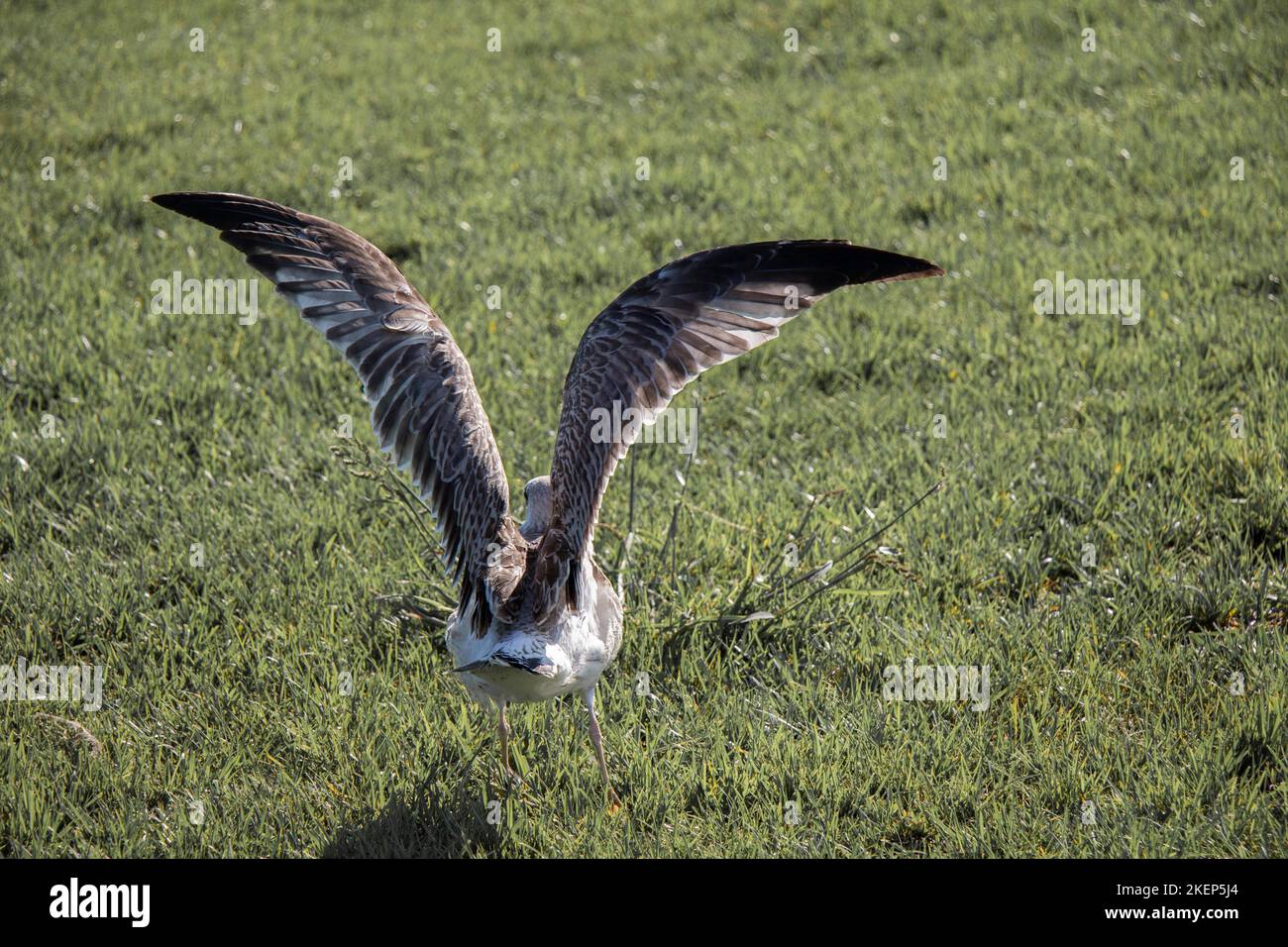 Beautiful seaside bird seagull flying on the green grass Stock Photo