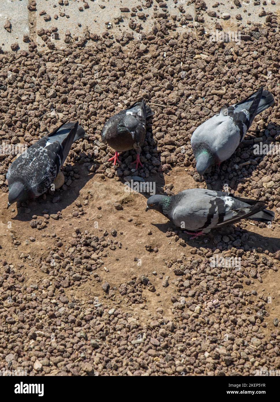 City pigeons looking for food on the ground Stock Photo