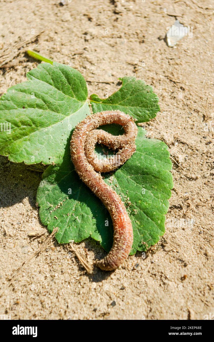 Worm in sand crawls Stock Photo