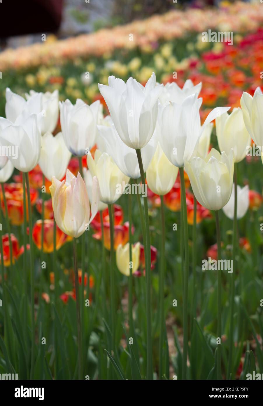 Colorful tulip flowers bloom in the spring garden Stock Photo - Alamy