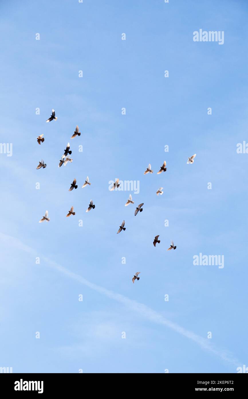 Flock of birds fly in a blue sky Stock Photo - Alamy