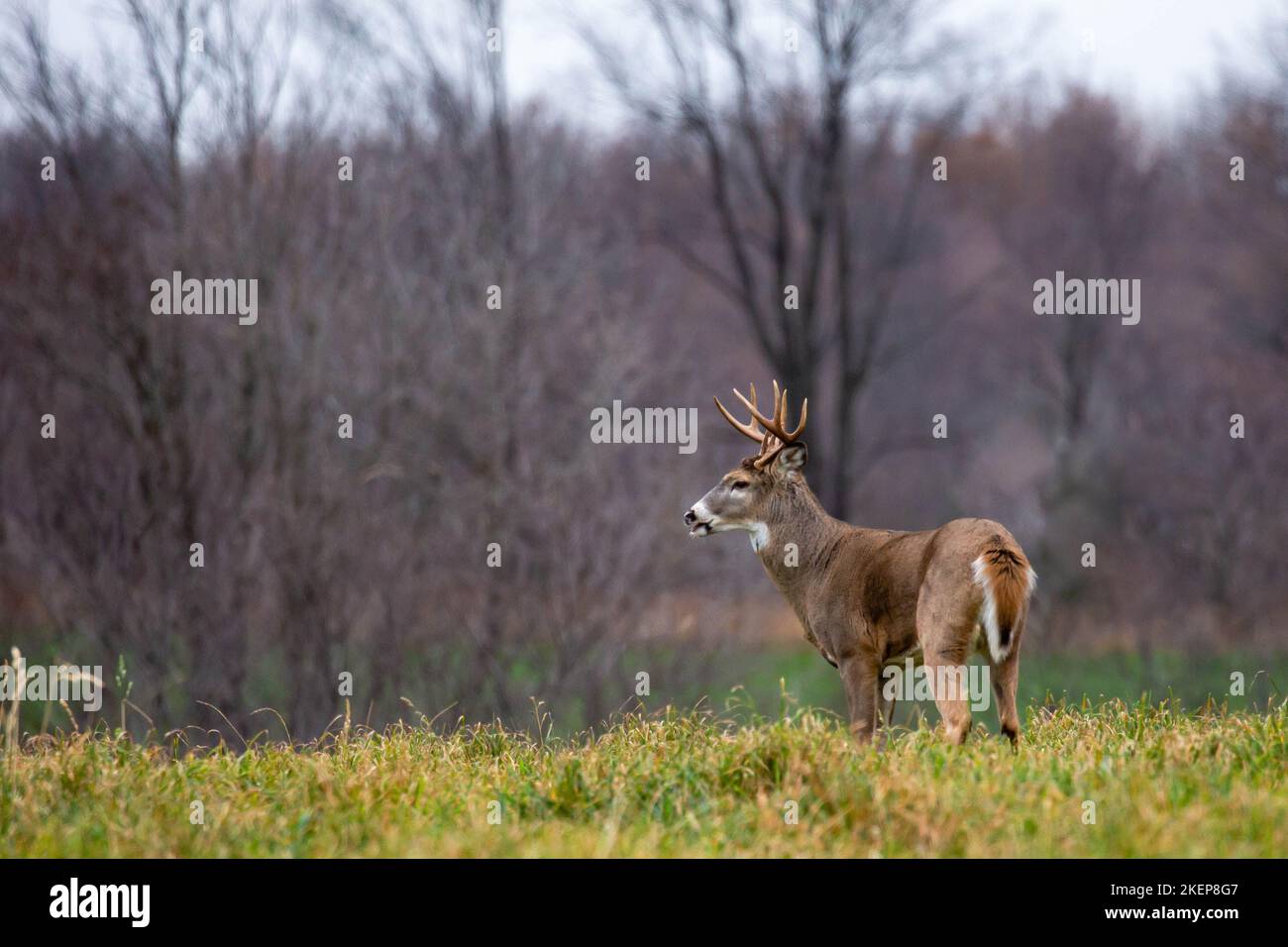 White-tailed deer buck (odocoileus virginianus) grunting during the Wisconsin rut, horizontal Stock Photo