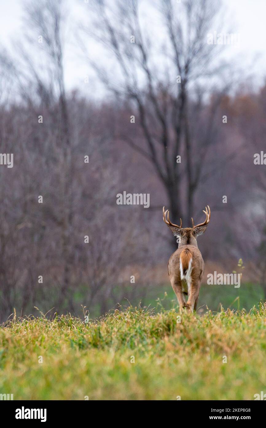 White-tailed deer buck (odocoileus virginianus) in a field walking away, vertical Stock Photo