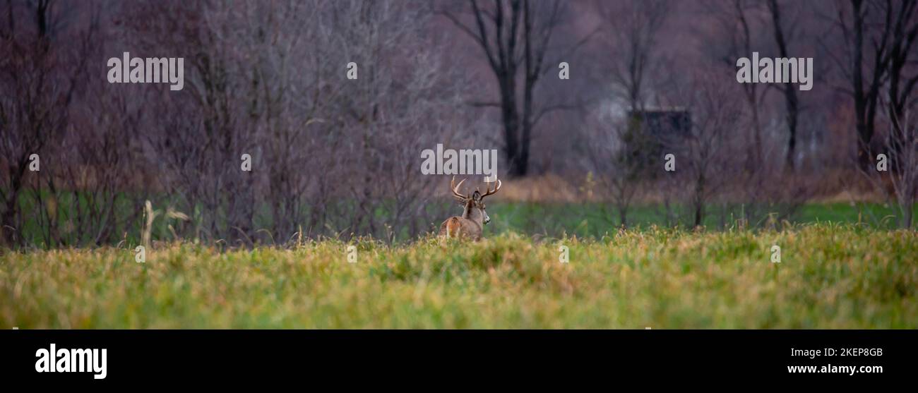 White-tailed deer buck (odocoileus virginianus) in a field walking towards a hunting blind, panorama Stock Photo