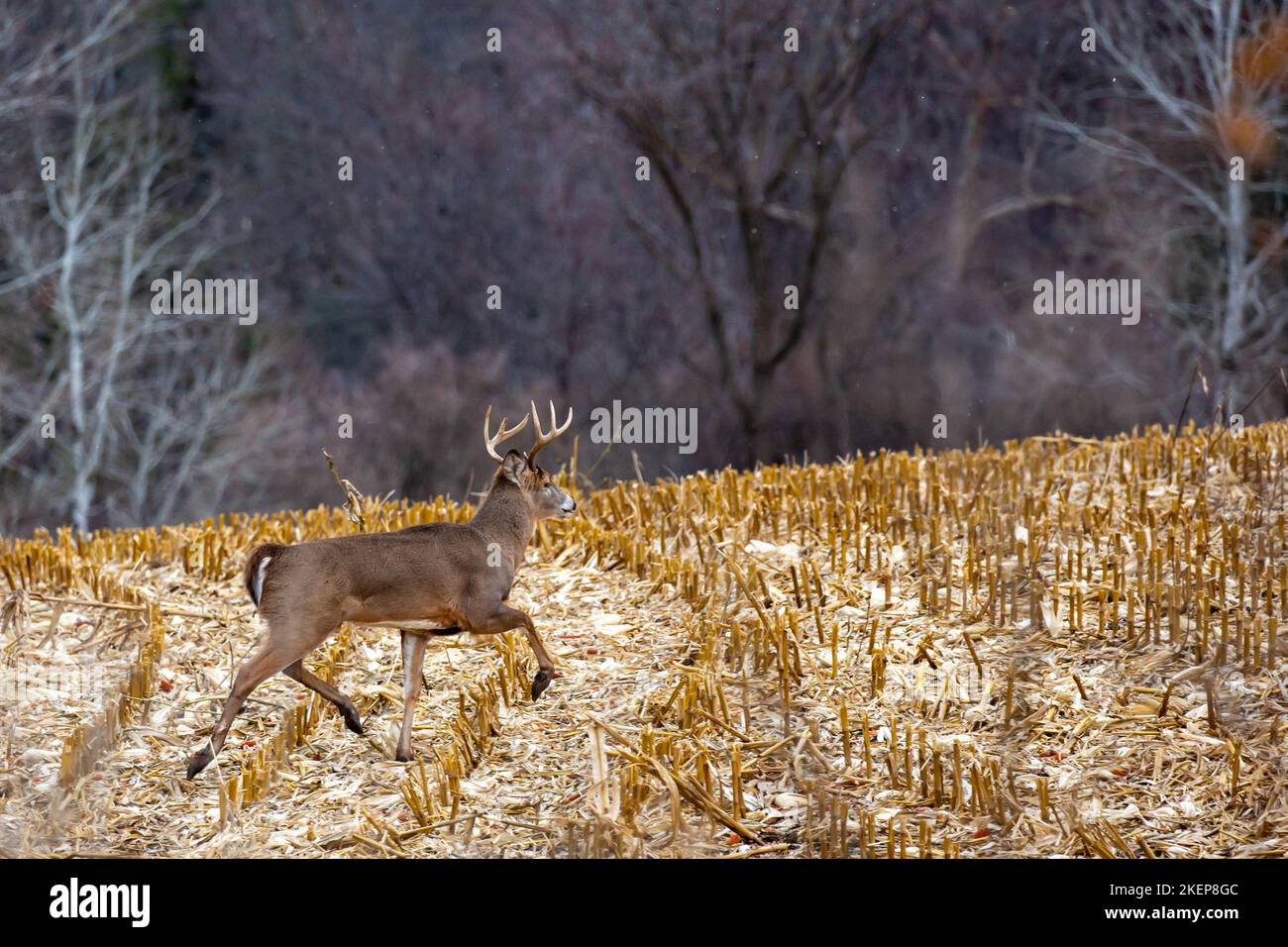 Whitetailed deer buck (odocoileus virginianus) running through a