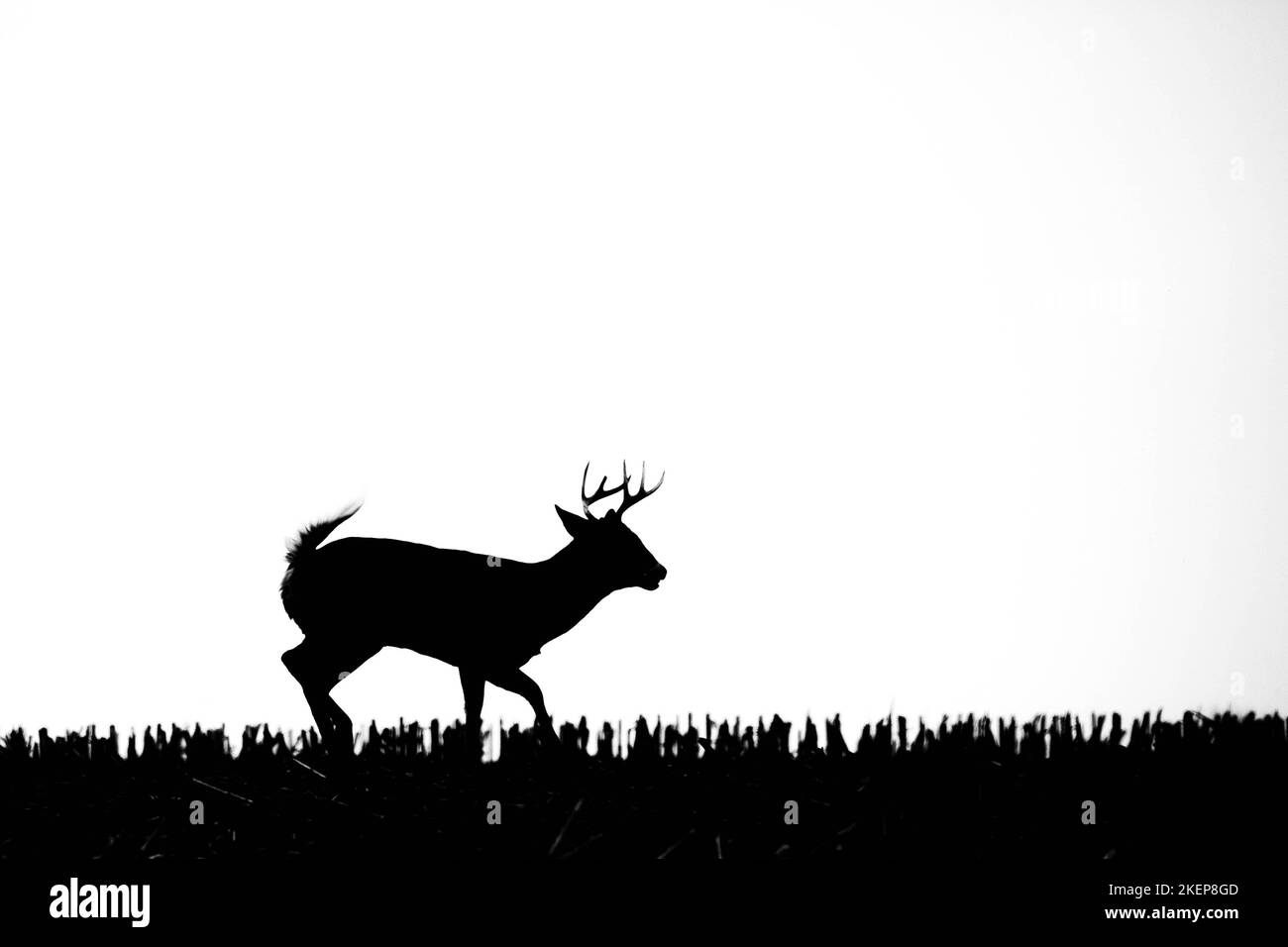 White-tailed deer buck (odocoileus virginianus) silhouette in a Wisconsin cornfield running, horizontal Stock Photo