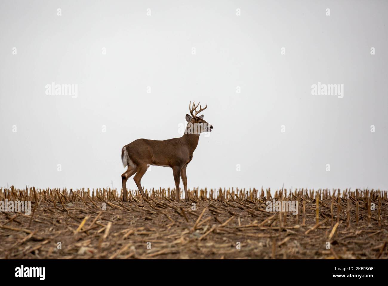 White-tailed deer buck (odocoileus virginianus) standing in a Wisconsin cornfield and breathing heavy from the rut, horizontal Stock Photo