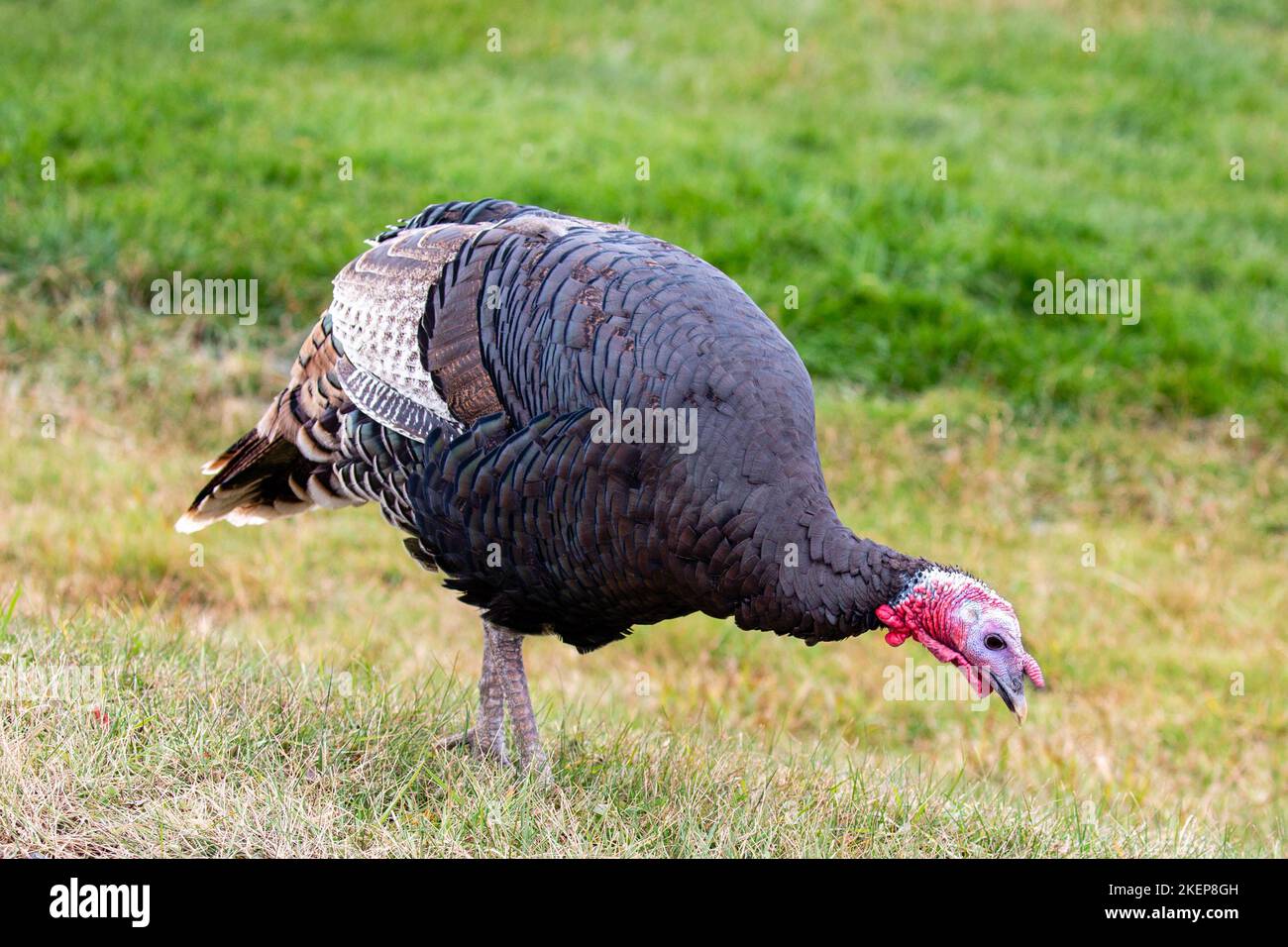 Wild turkey (Meleagris gallopavo) looking for food, horizontal Stock Photo