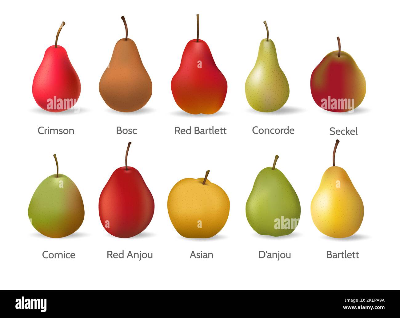 pear varieties chart