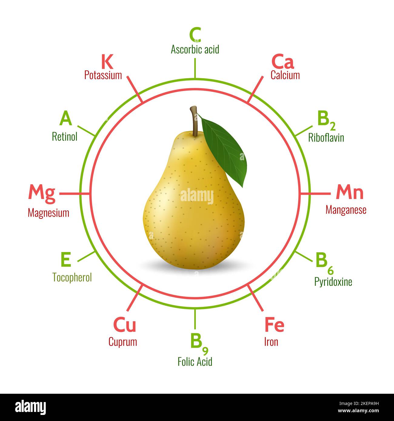 Pear benefits infographic Stock Vector Image & Art Alamy