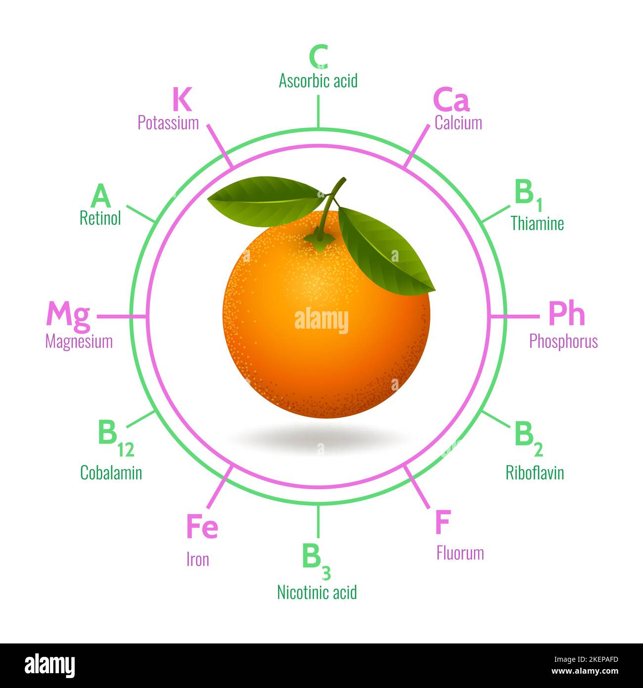 Orange fruit infographic Stock Vector