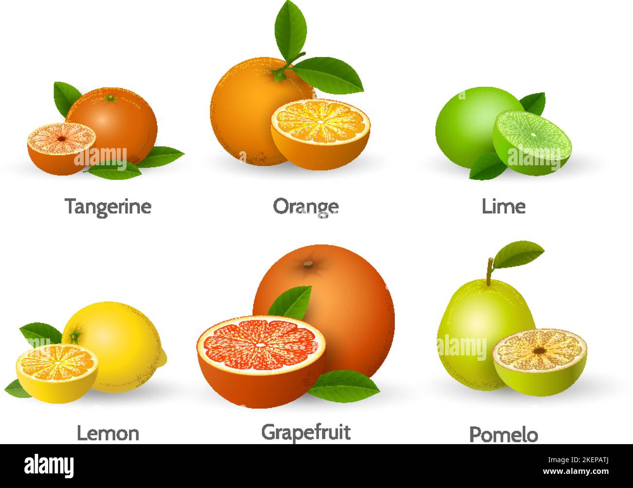 citrus-types-illustration-stock-vector-image-art-alamy