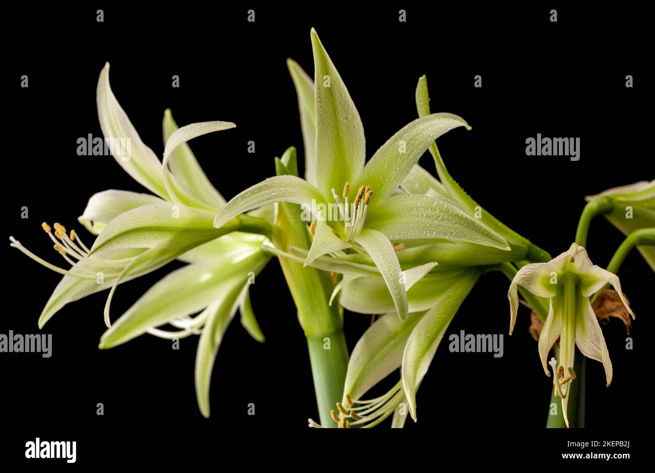 'Evergreen' Hippeastrum, Amaryllis (Hippeastrum x hortorum) Stock Photo