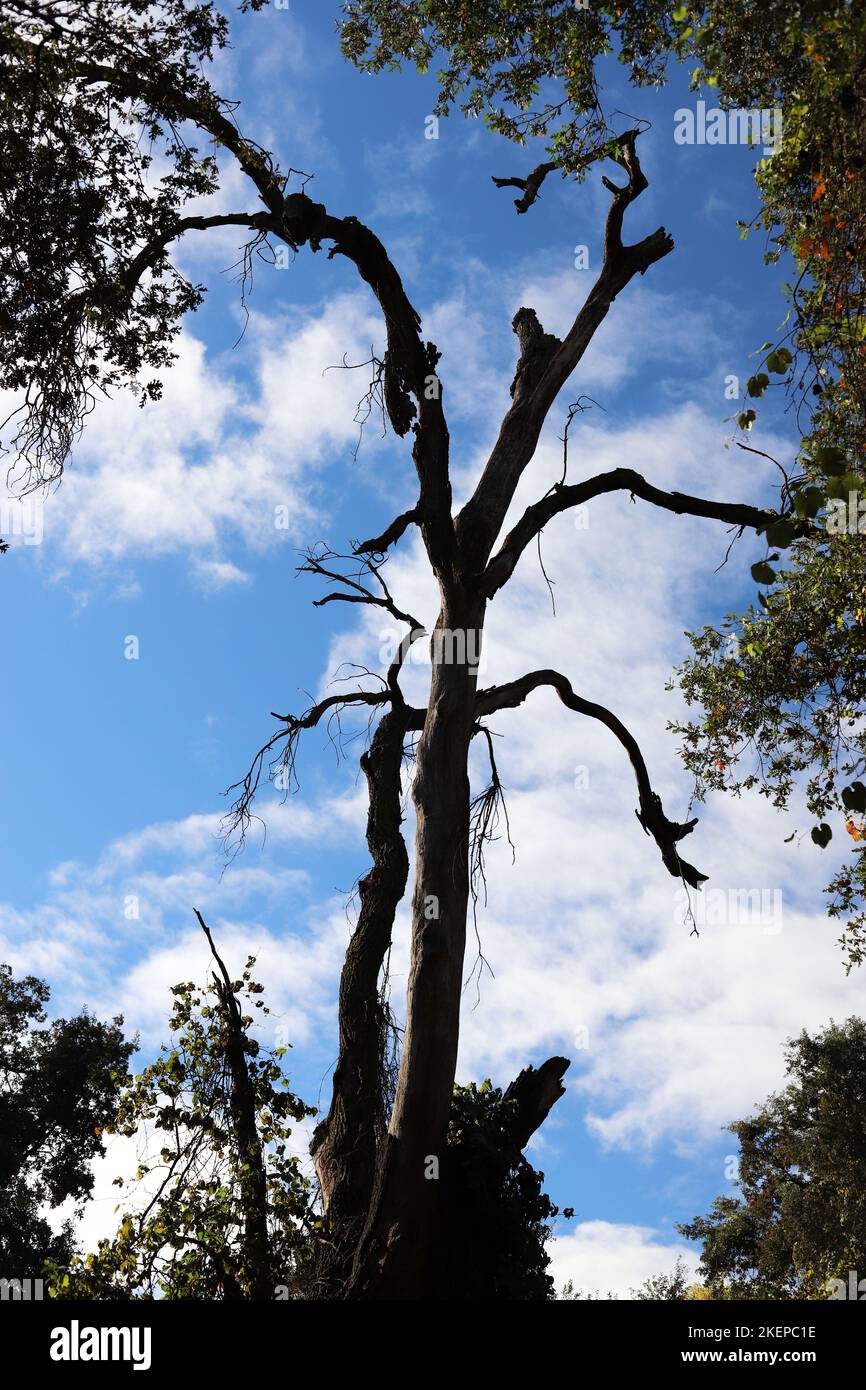 Oak Tree Preserve Stock Photo Alamy