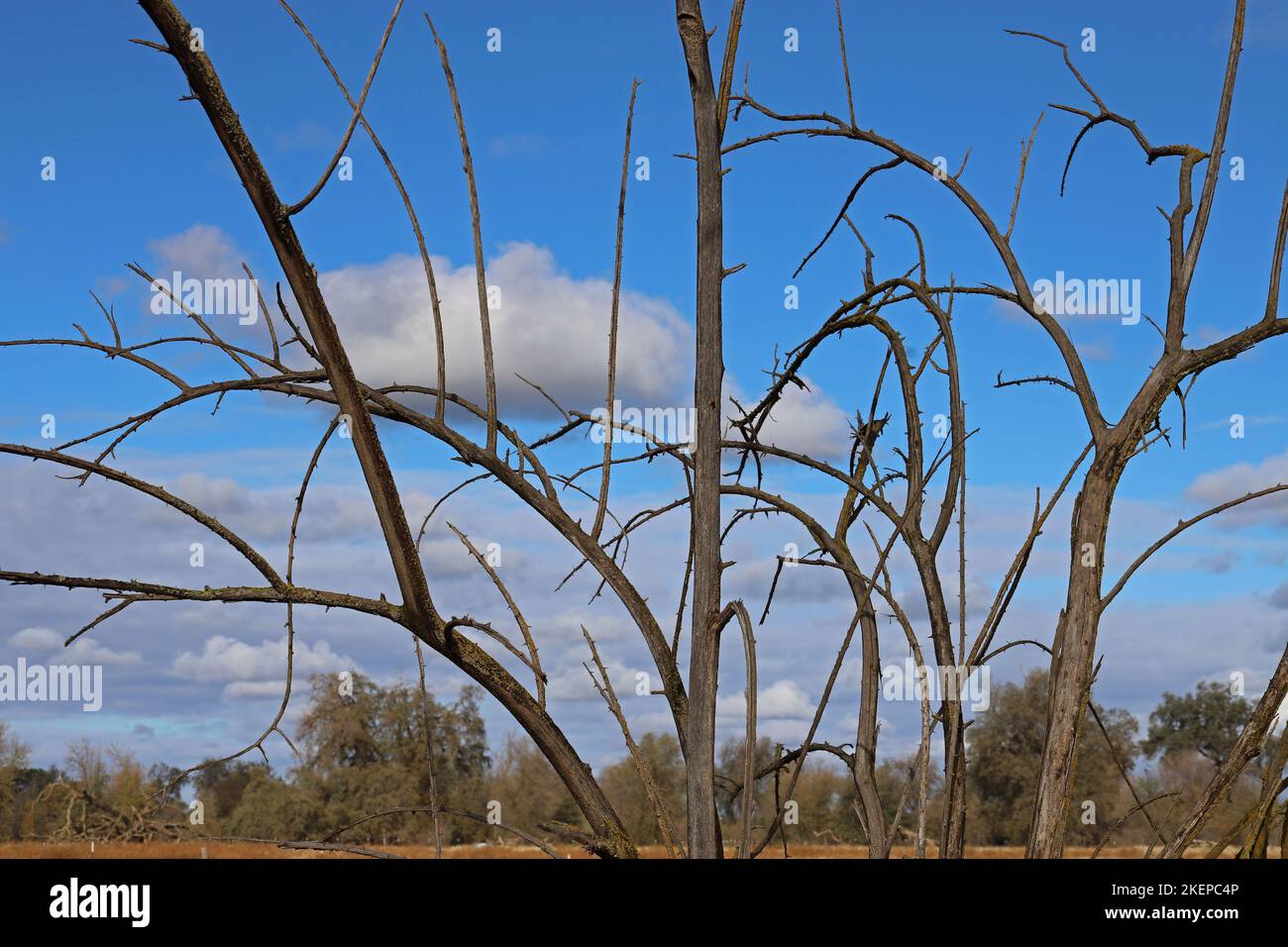 Oak Tree Preserve Stock Photo Alamy