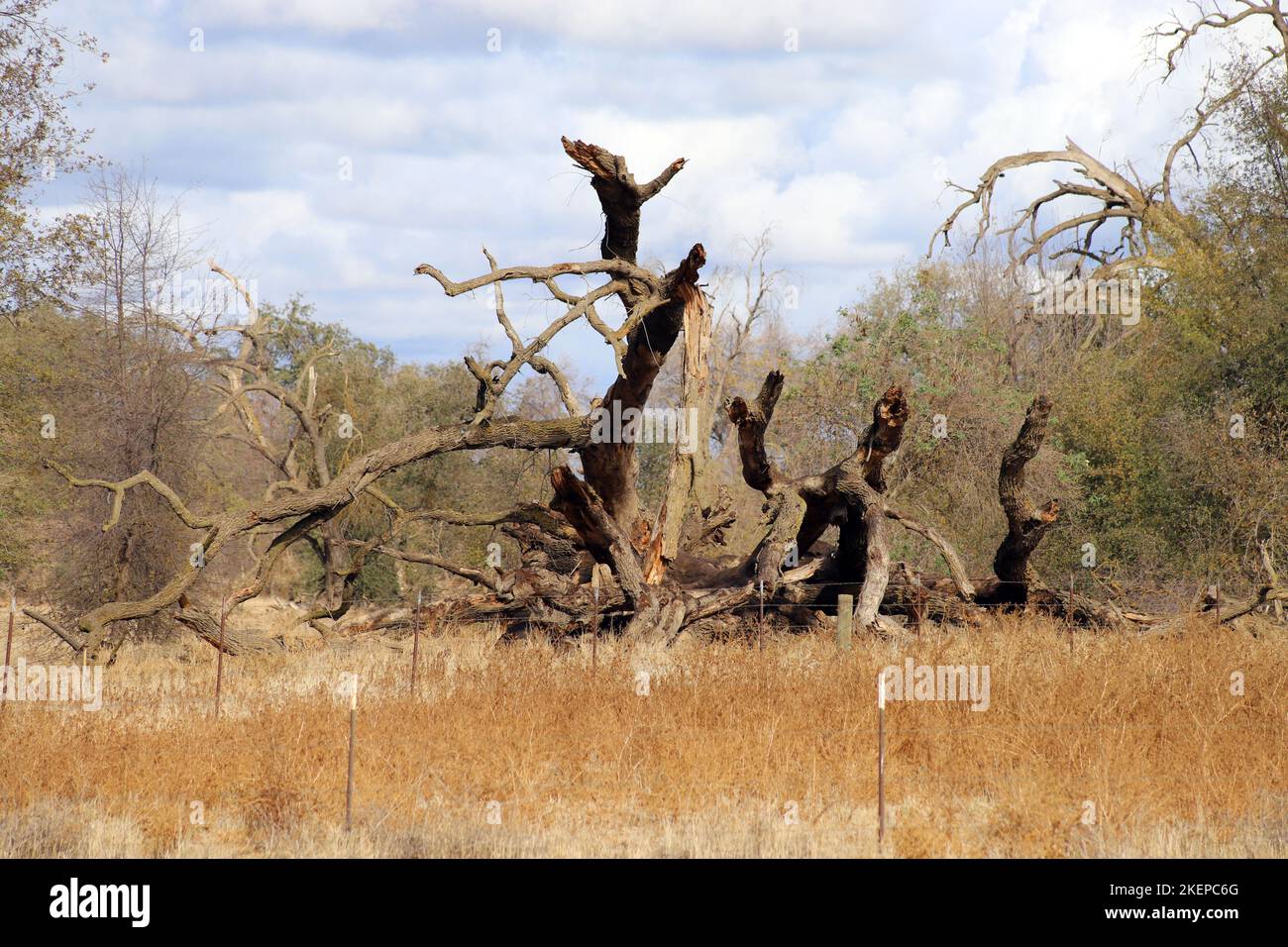 Oak Tree Preserve Stock Photo Alamy