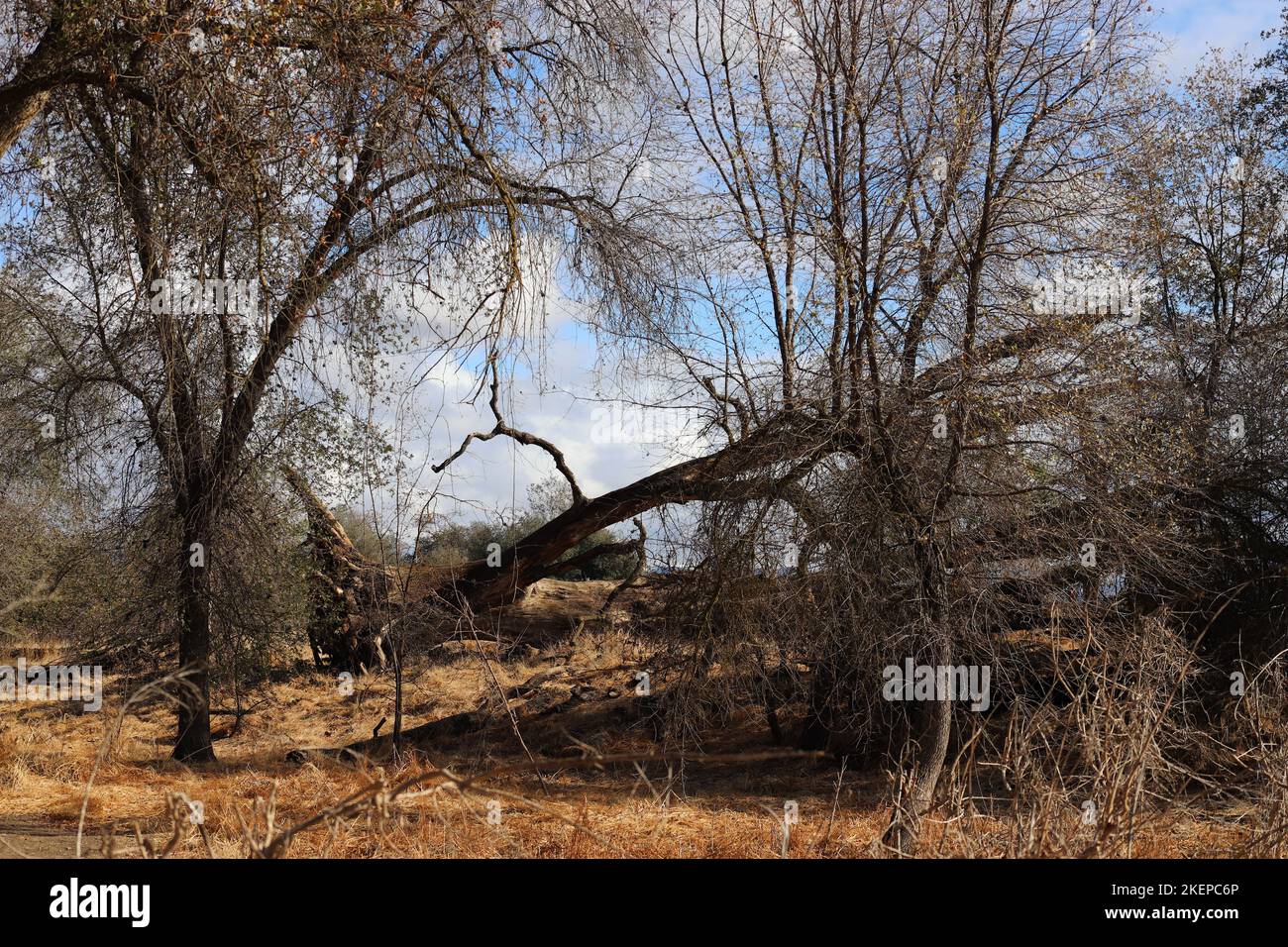 Oak Tree Preserve Stock Photo Alamy