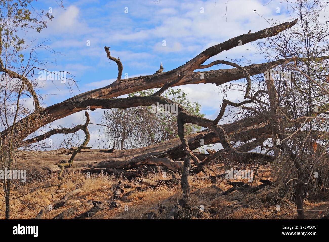 Oak Tree Preserve Stock Photo Alamy