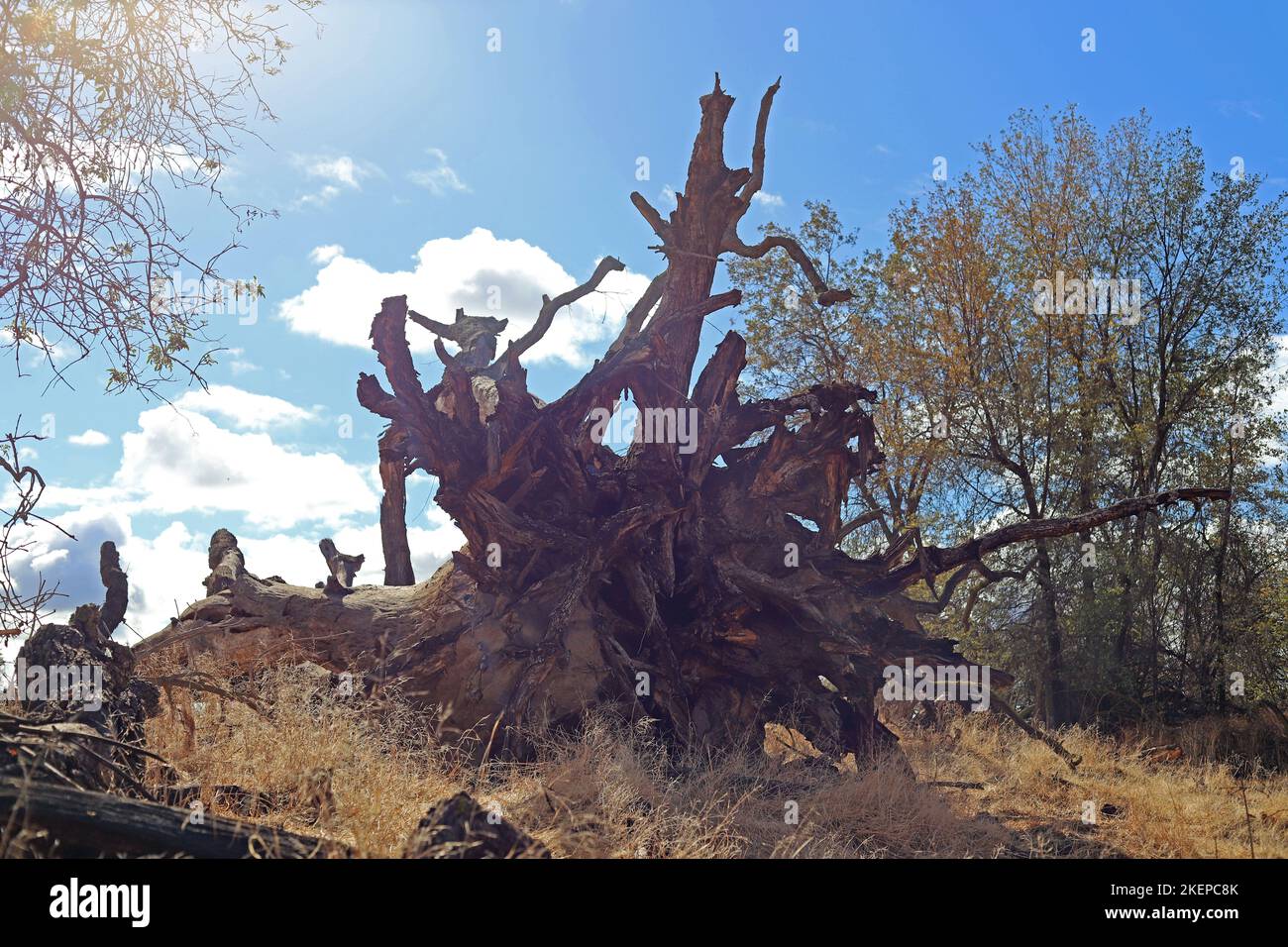 Oak Tree Preserve Stock Photo Alamy
