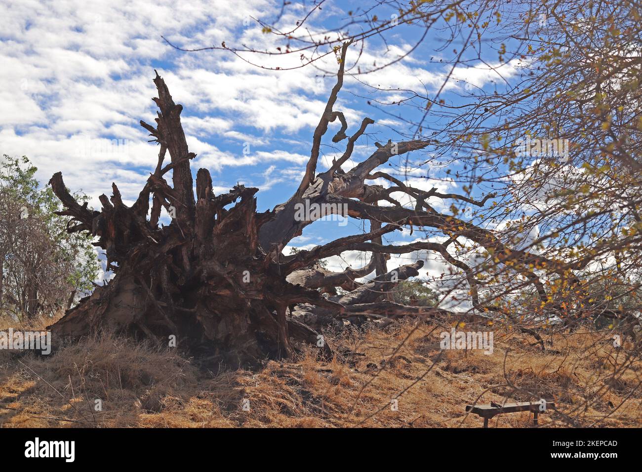 Oak Tree Preserve Stock Photo Alamy