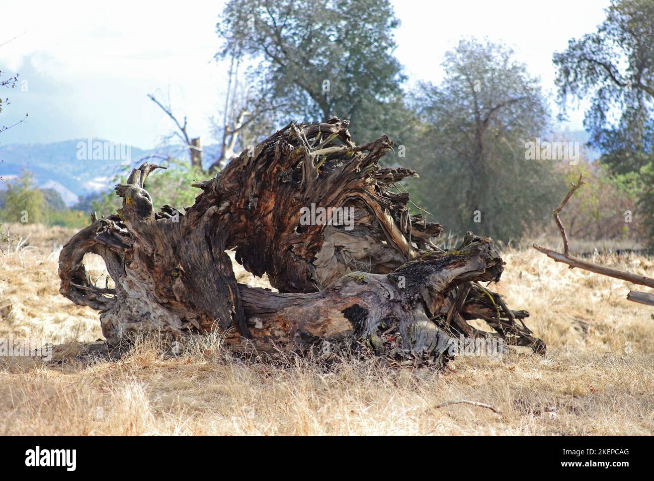 Oak Tree Preserve Stock Photo Alamy