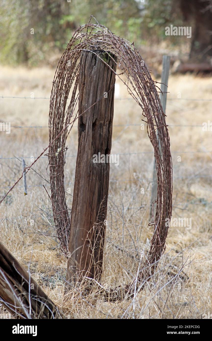 Oak Tree Preserve Stock Photo Alamy