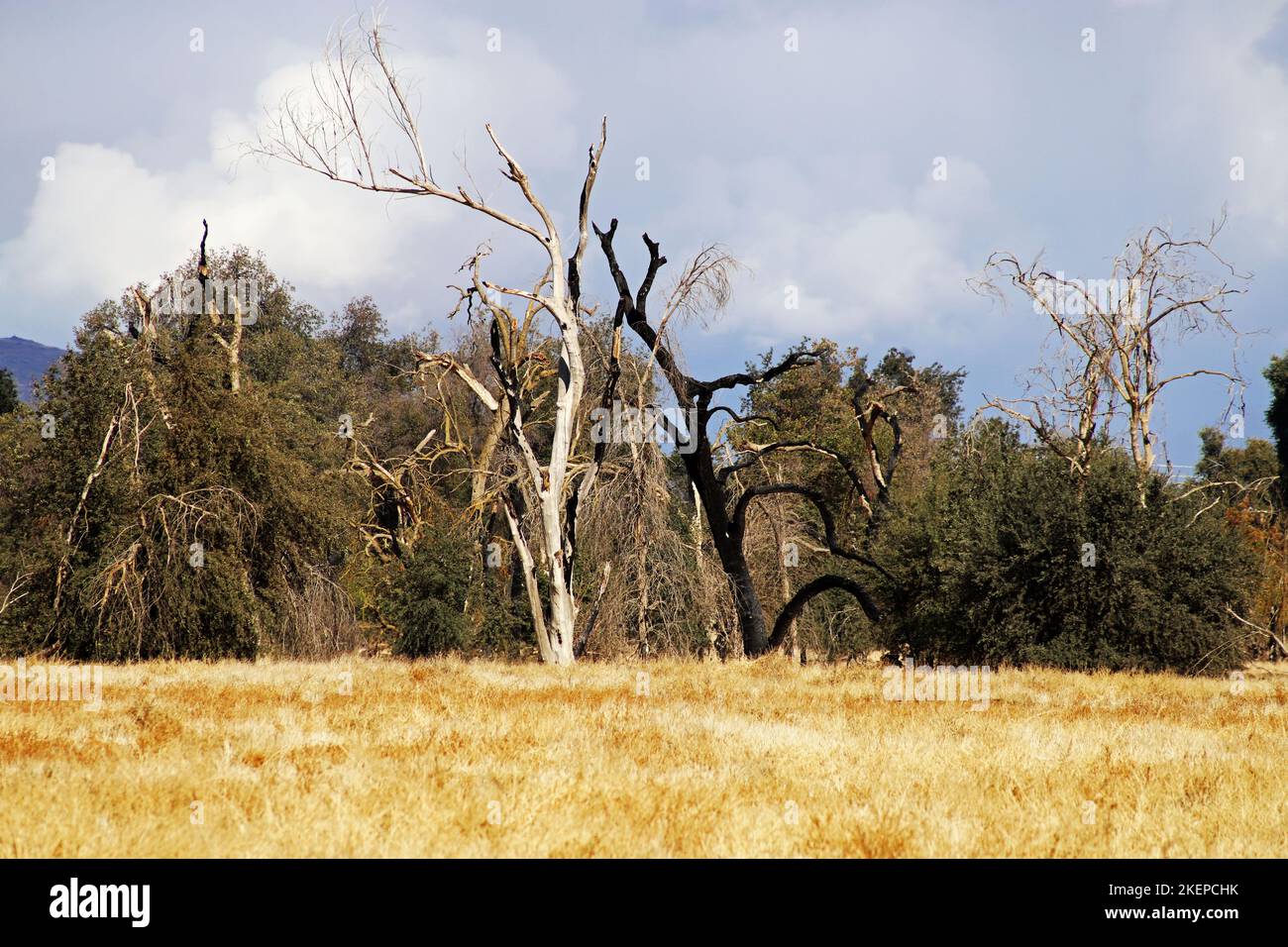 Oak Tree Preserve Stock Photo Alamy