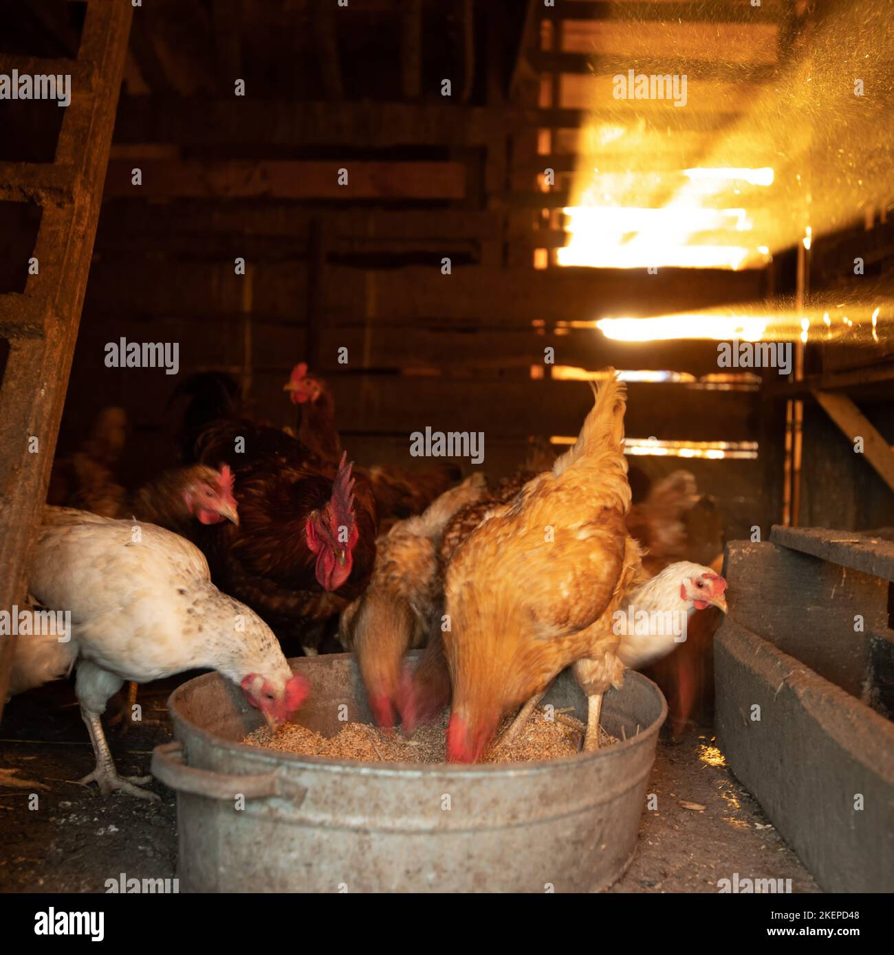 The chickens in the coop eat grain from the wheat trough Stock Photo