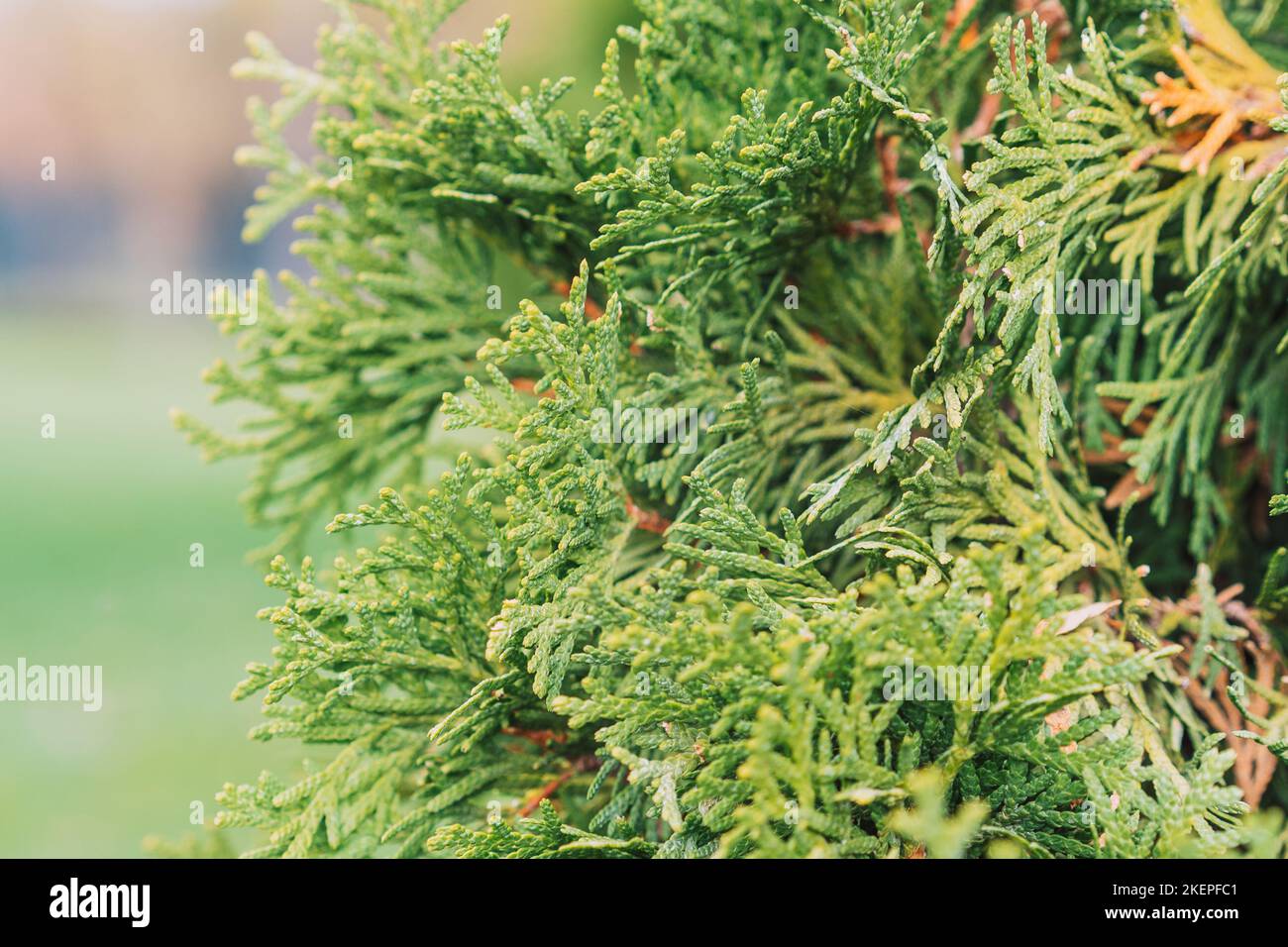 Outside background close-up of thuja twigs in green color Stock Photo