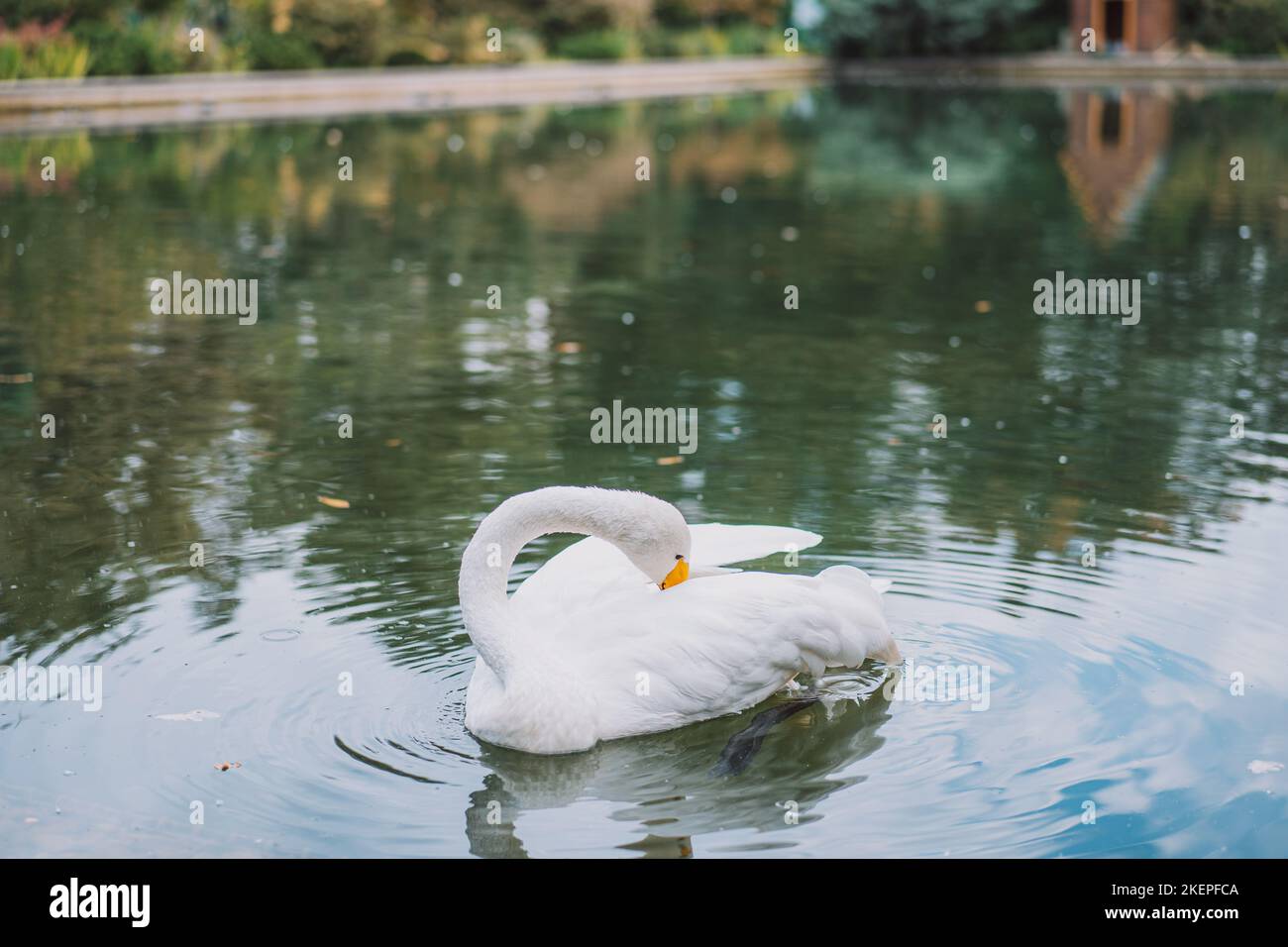 The swan swims in the pond Stock Photo - Alamy