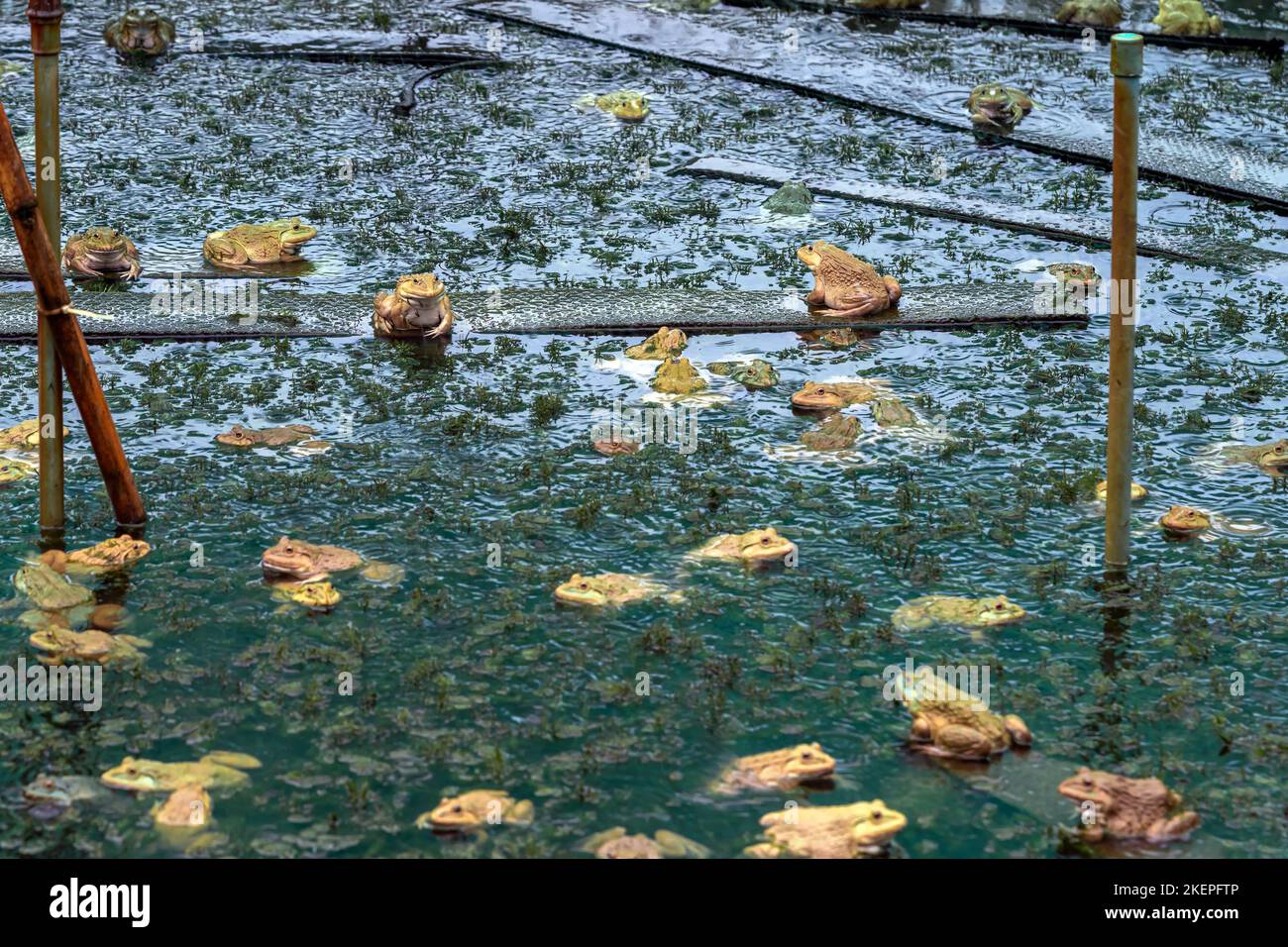 Frogs farm for agriculture at house. Cultivation of frogs with water